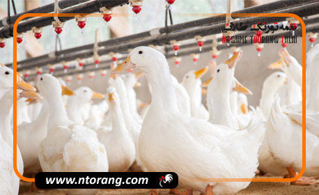پرورش اردک گوشتی یا تخم گذار؟ کدامیک پر سود تر است؟